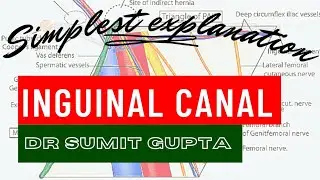 INGUINAL CANAL