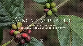 VISIT TO FINCA SUPRAPTO Specialty Coffee Farm