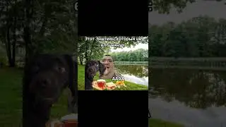 Друг как обычно #memes #кот #коты #мем #мемы #cat #video #cats #shorts #short