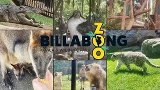 Visiting Billabong Zoo in Port Macquarie - Lion Feed, Australian Natives, and More | November 2024