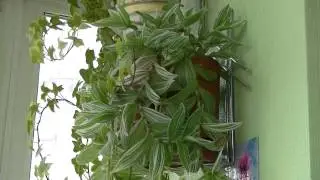Традесканция. (Tradescantia)