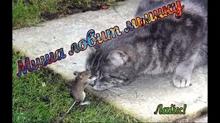Кошка Миша ловит мышей..... на планшете. Лайк миМишке!