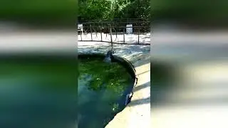 умирающий тюлень в парке Тайган