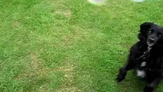 ZAK CHASING BUBBLES