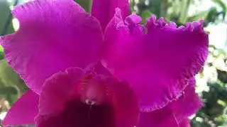 Полив Каттлей, Уход / C. labiata, Blc. Burdekin Storm Midnight.