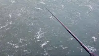 100K MACKEREL MADNESS !