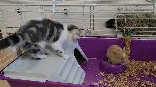 Кошечка Лола и кролик Лоли !!! Знакомство с кроликом!!!