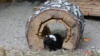 New little residents of our zoo.
