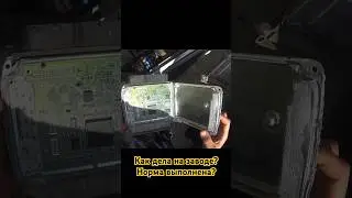 Усатый диагноз, приговорили эбу