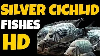 Aqua Allure: Enchanting Vieja Argentea (Silver Cichlid) Fishes in the Aquarium Wonderland