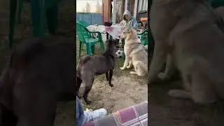 ЖИ ВАН ШИ.Привет с далёкого севера ♥️(3)