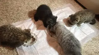 Котятки-очаровашки)))🐈🐈🐈🐈Кушаем💝