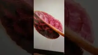 Watercolor African Violet. Part 1./ Как нарисовать фиалку акварелью. Часть 1.