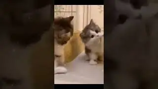 Anak kucing comel🥰 #short #@nor.cats