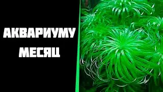Моему аквариуму месяц.