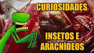 5 curiosidades sobre insetos e aracnídeos