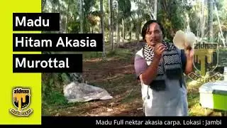 🔥🔥 Madu Hutan Akasia Murottal