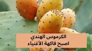 فاكهة الفقراء صدق أولا تصدق  ثمنها في سويسرا 🇨🇭 أرخص من المغرب 🇲🇦