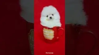 Stuck in a Cup! A real Tea Cup Pomeranian! #europuppy