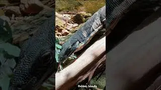 Monitor Lizzard