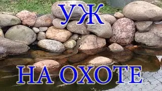 Уж на охоте/Snake on the hunt