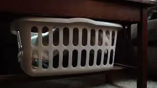 Cat Gets Trapped!!