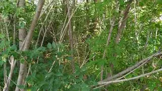 Binaural Audio - Buzzing Bee, Rustling in the Trees