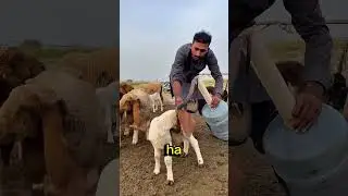 Ha salvato l’agnellino dal cobra😳