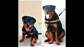 Rottweiler a incrível evolução da Bella . 70 dias a 7 meses