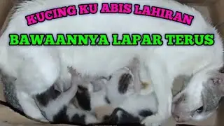 KUCING KU ABIS LAHIRAN BAWAANNYA LAPAR TERUS
