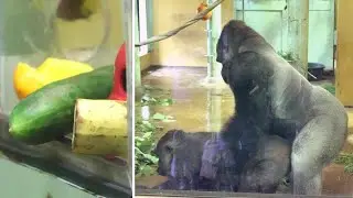 Momotaro's appetite is down and he is using bananas to increase his appetite. Date taken: 2023.7.15