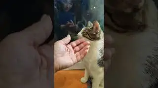 Мася сходила а гости к соседям