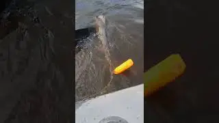 дамашние рыбки🤣 