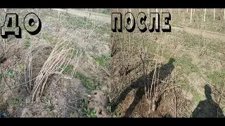 ОБРЕЗКА КУСТА РКАЦИТЕЛИ.