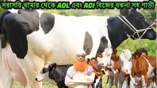 সরাসরি খামার থেকে ADL এবং ACI বিজের বকনা সহ গাভী কিনুন।১৫ থেকে ২৫ লিটার দুধের গাভীর দাম I টাঙ্গাইল