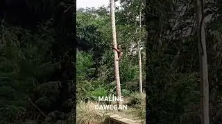 Gagal manjat pohon kelapa..#malingkelapa