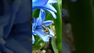 🌼ヒヤシンス🌼と蜜を吸う🐝蜂🐝