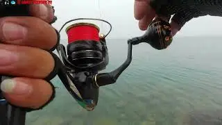 Jumbo Queen Fish Caught by Jigging Fishing Method.🎣🐟 II Randy Fishing TV