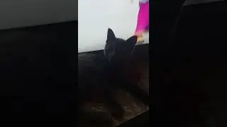 Маша и котя