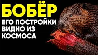 Beaver: The only construction worker on Earth visible from space