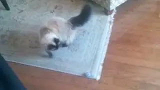 Tia and the mouse