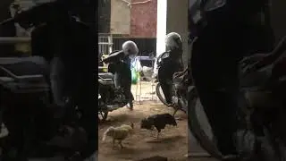 តេស្តជល់ខ្នាយធម្មតា😅😆