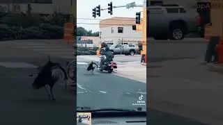 Индюк на пал на мотоциклиста смешно 😂