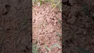 Formigas de Fogo  Uma Jornada de Invasão e Sobrevivência #shorts