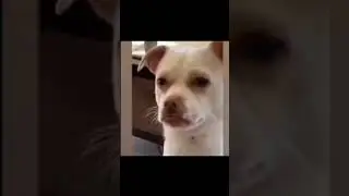 Собачий тверк