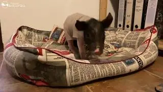 Os vais a reir con el pequeño Liam