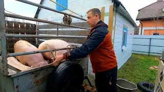 Закупка домашніх свиней для переробки
