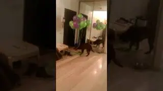 Кава против шаров