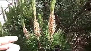 Что происходит с соснами.