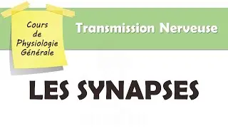 Physiologie Générale - Les Synapses